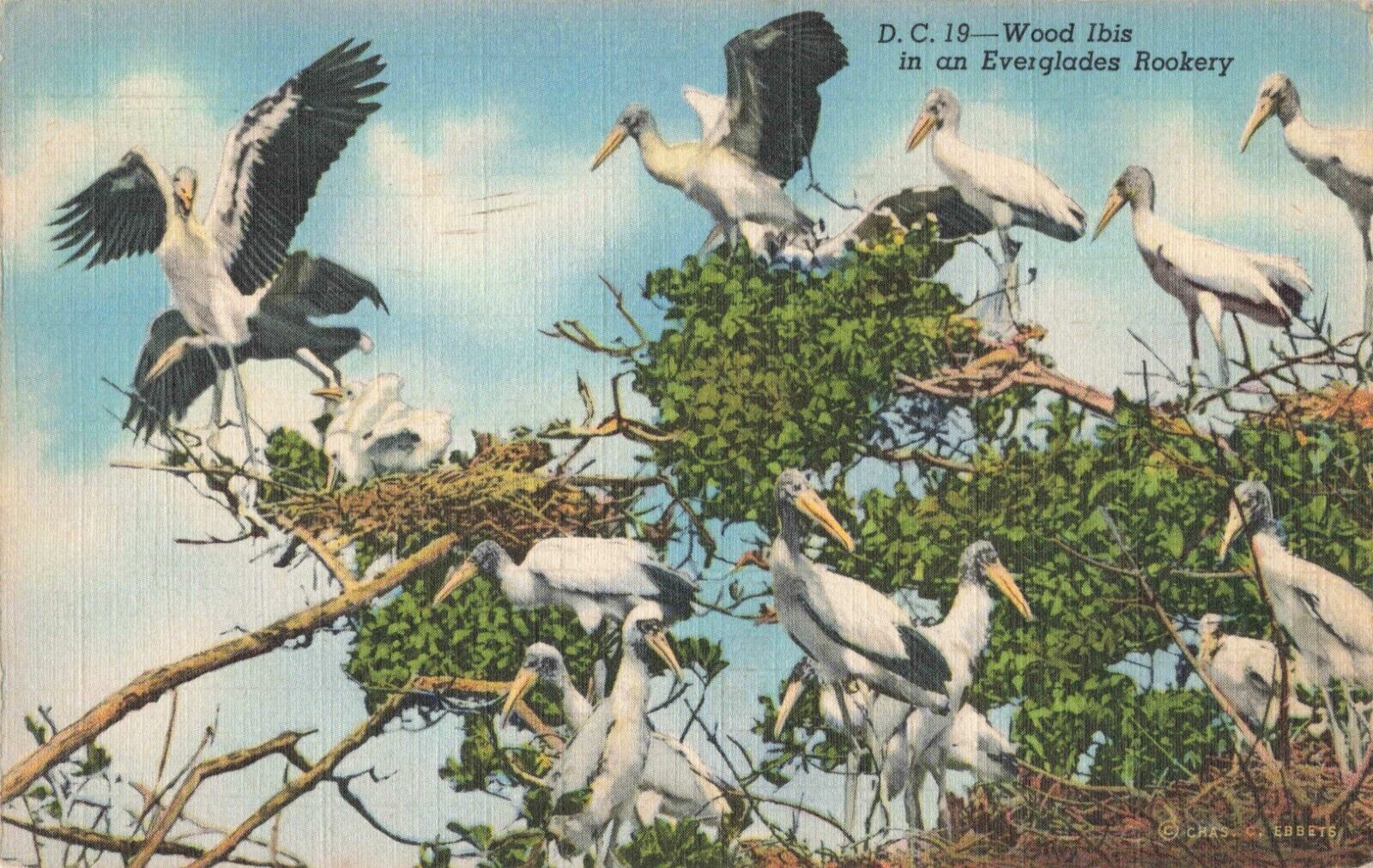 Miami FL Florida, Wood Ibis in an Everglades Rookery, Vintage Postcard