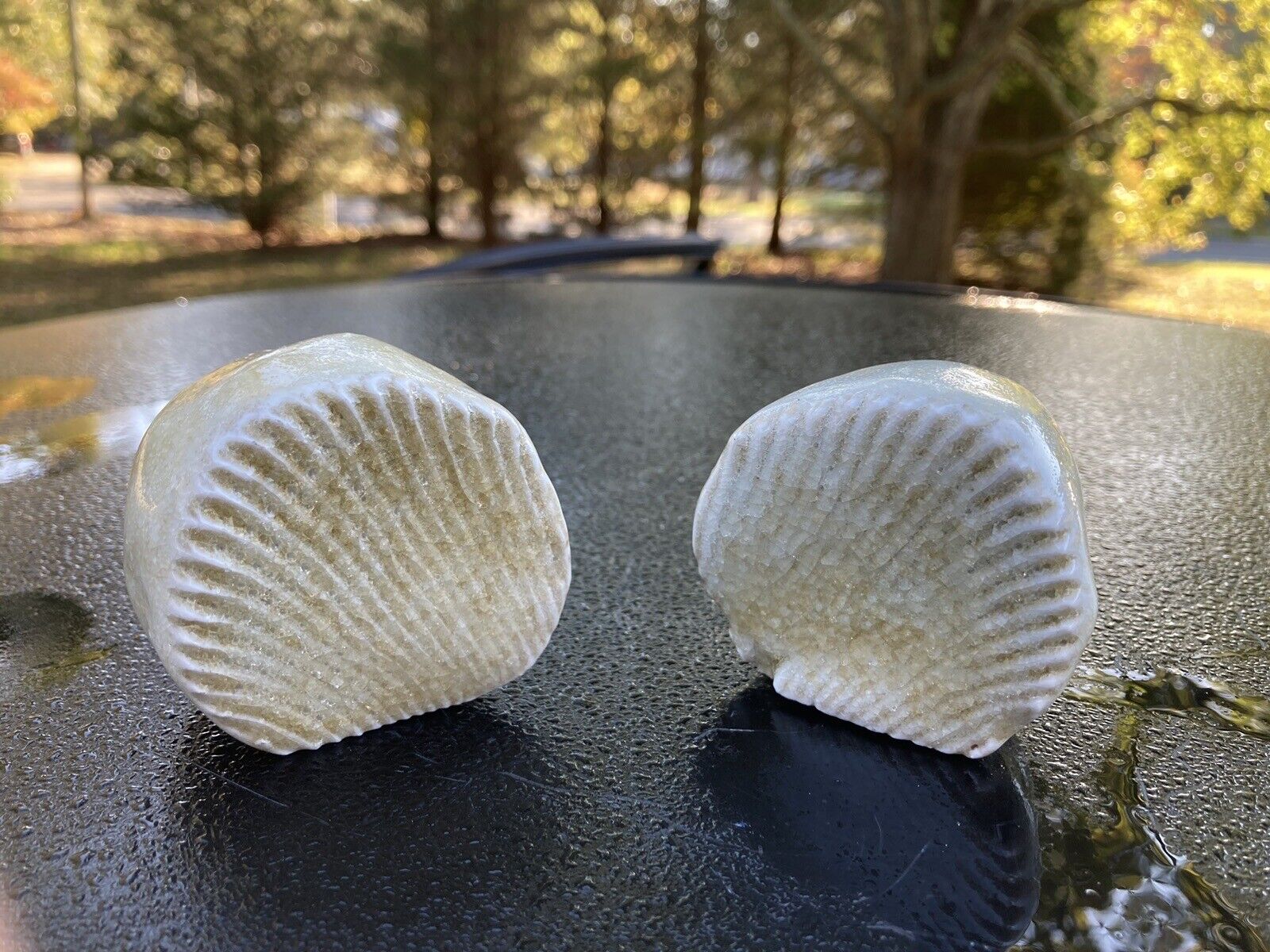 Unusual Pair 2.5x2” Celadon Chinese?  Shells Blocks Signed 