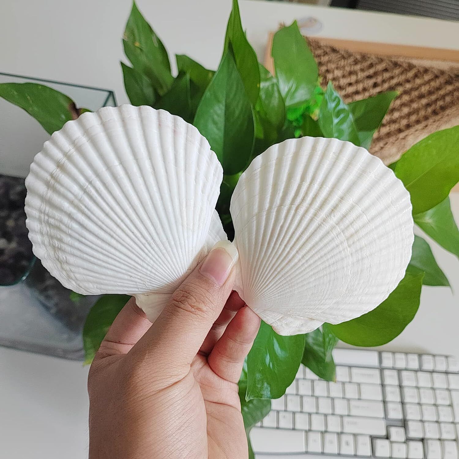16PCS Shells for Crafts 3-4 White Scallop Shells for Baking 16pcs 3-4