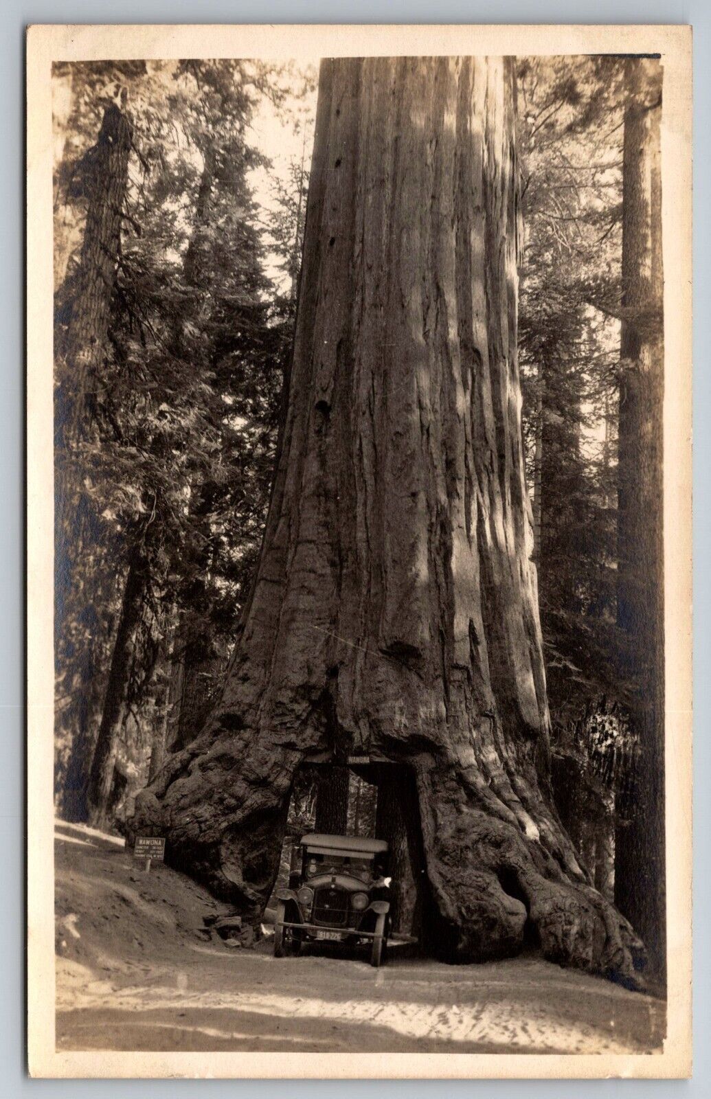 Wawona Giant Sequoia with Car. Mariposa. California Real Photo Postcard RPPC