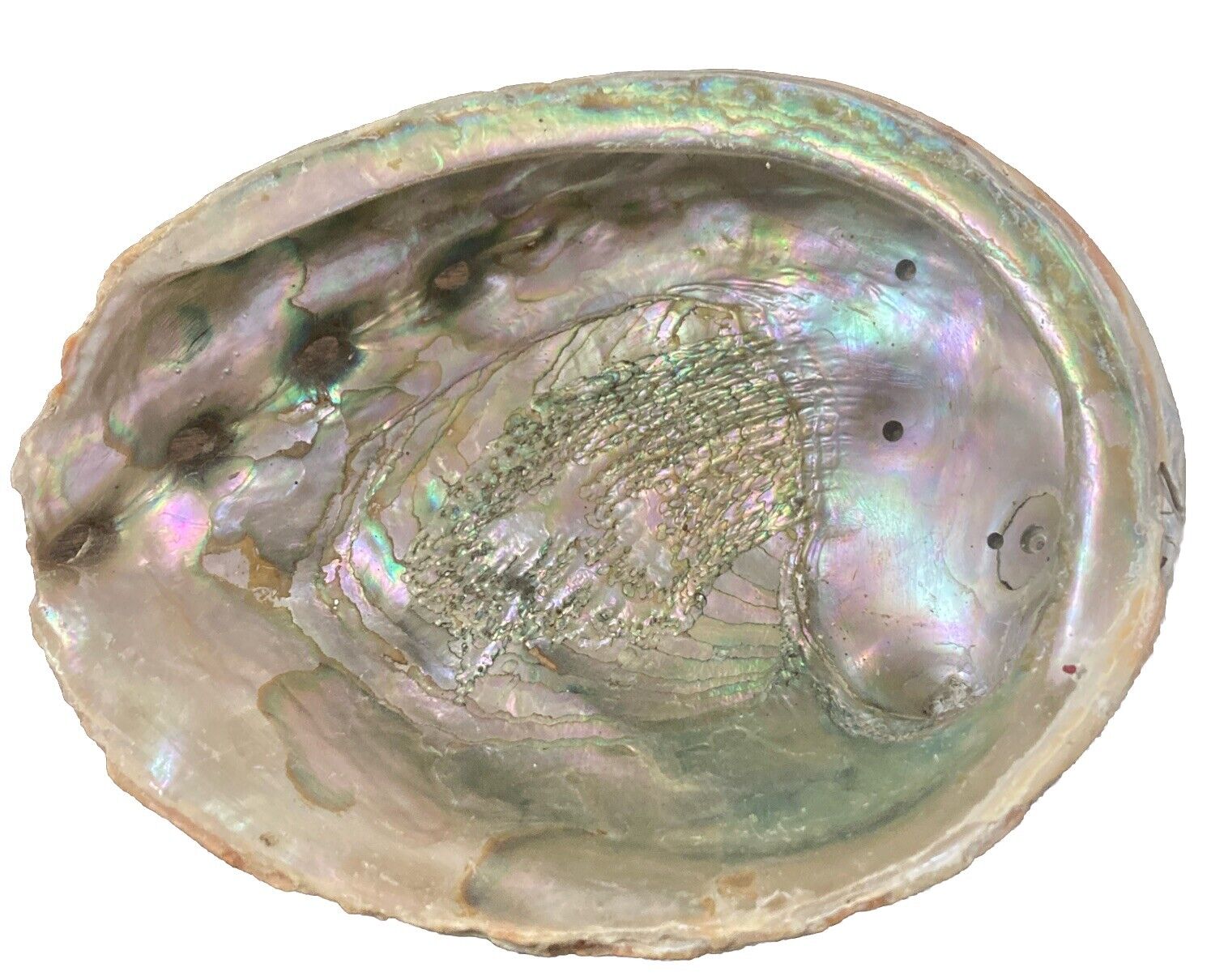 Large Vintage RED Abalone Shell for Crafts Jewlery Art Beach Decor 8”x6.5” #9
