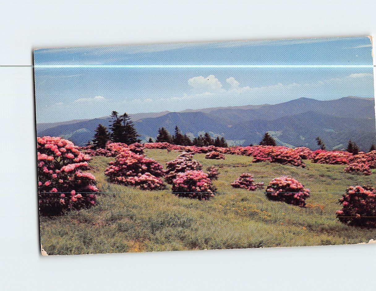 Postcard Catawba Rhododendron Roan Mountain North Carolina-Tennessee USA