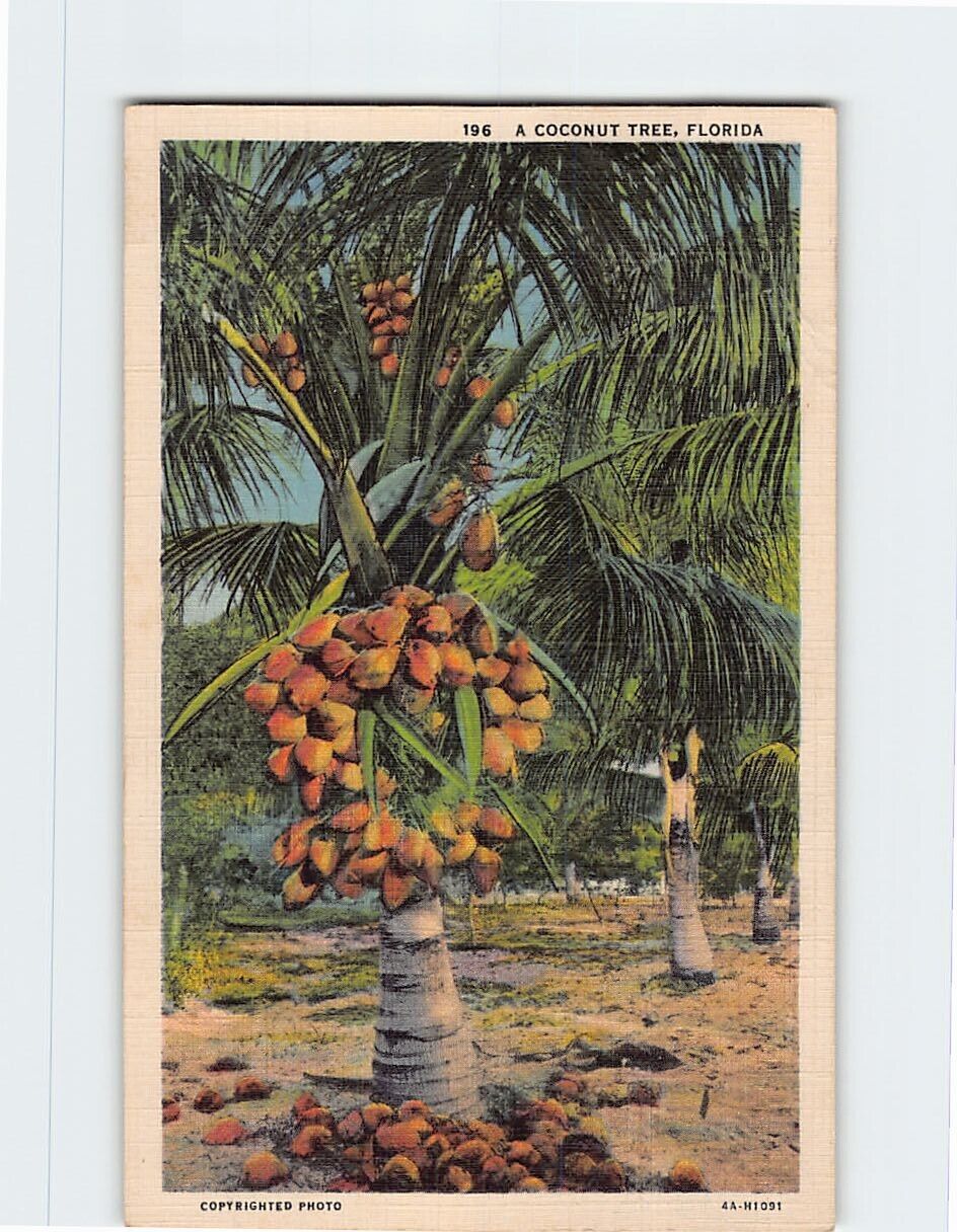 Postcard A Coconut Tree in Florida USA