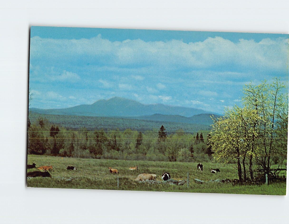Postcard A pastoral scene Panorama Maine USA