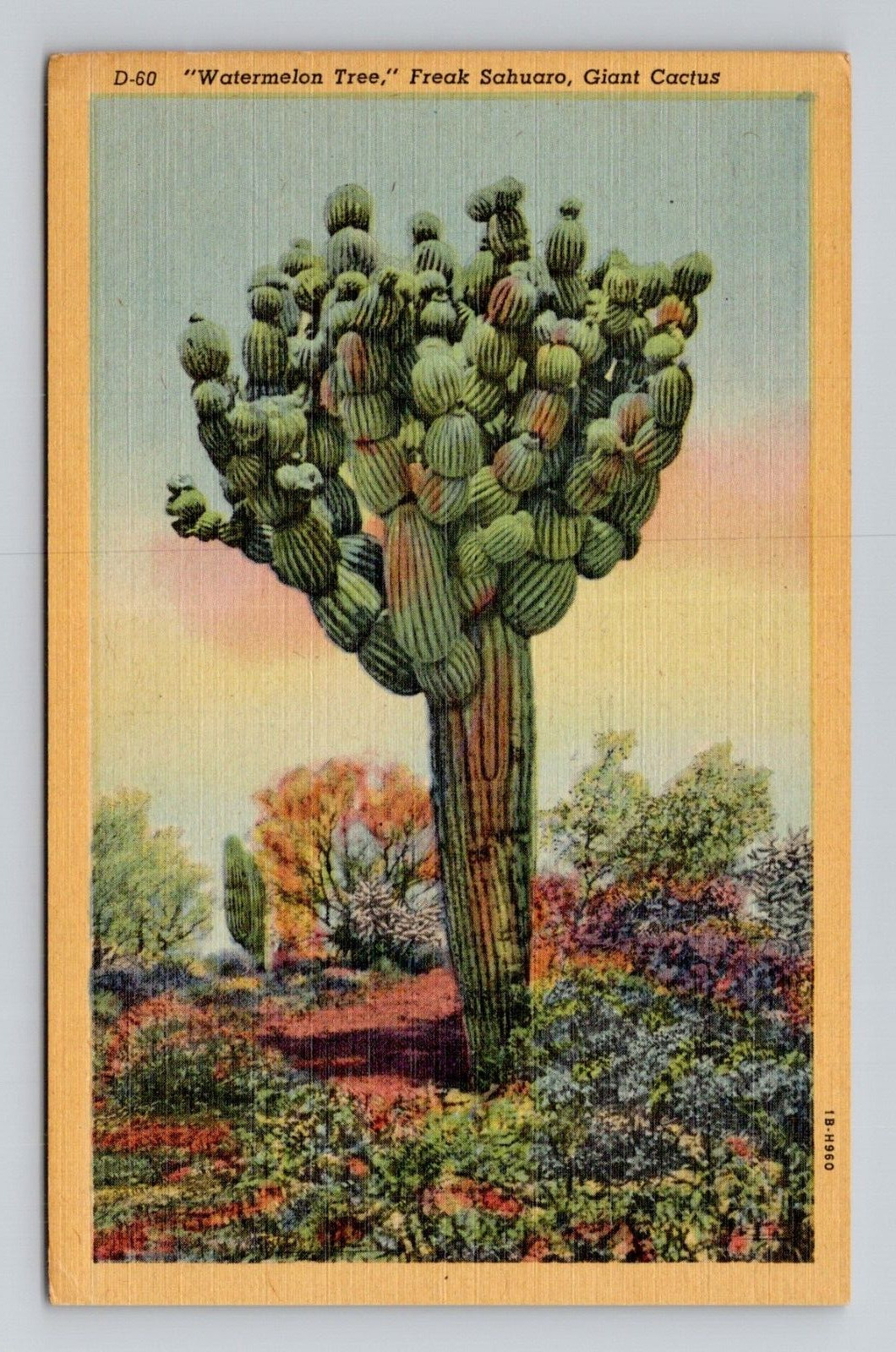 Postcard Saguaro Desert Cactus Watermelon Tree Phoenix Arizona Vintage Linen K17