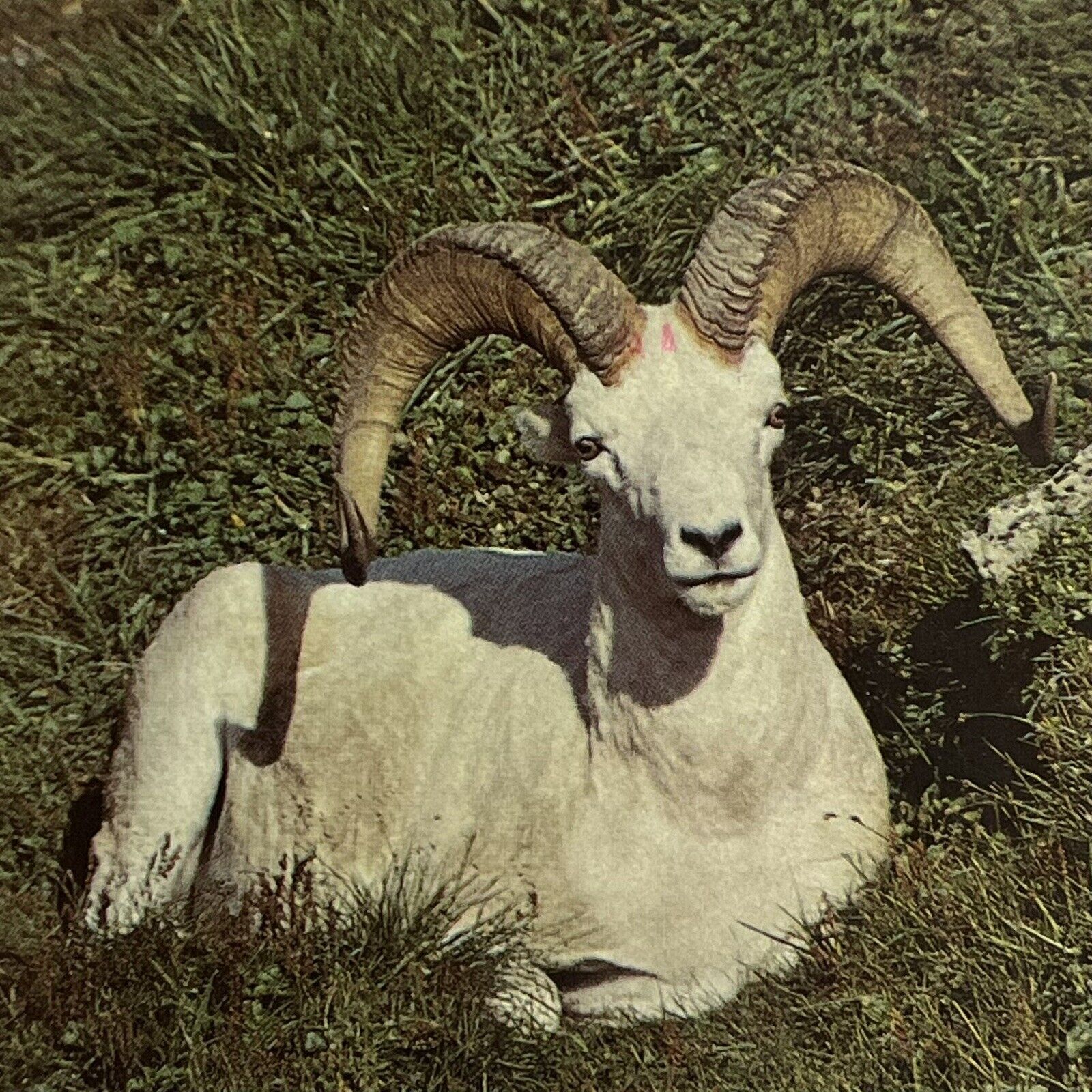 Vintage Postcard Alaska ⭐️ McKinley Protected Park Dall Sheep USA Posted