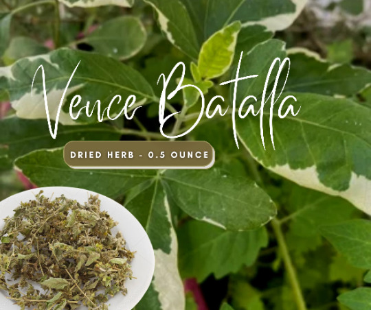 Vence Batalla (Win the Battle) Dried Herb for Victory and Prosperity - Blockbust