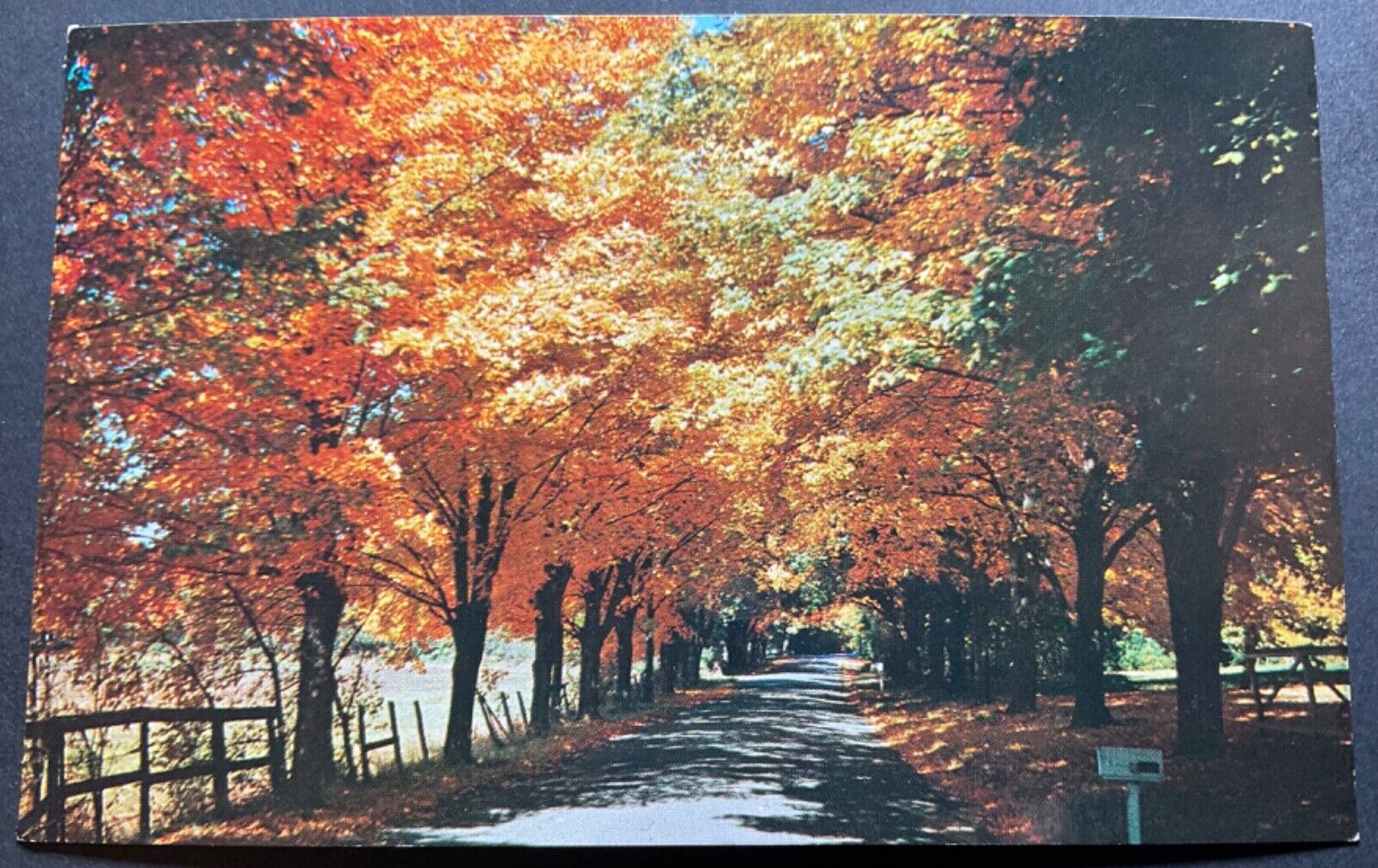 Landscape Postcard Beautiful trees flowing over the road
