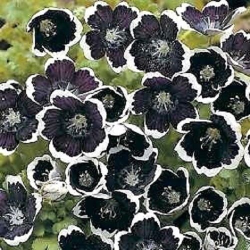 50+ PENNY BLACK NEMOPHILA FLOWER SEEDS / SHADE LOVING