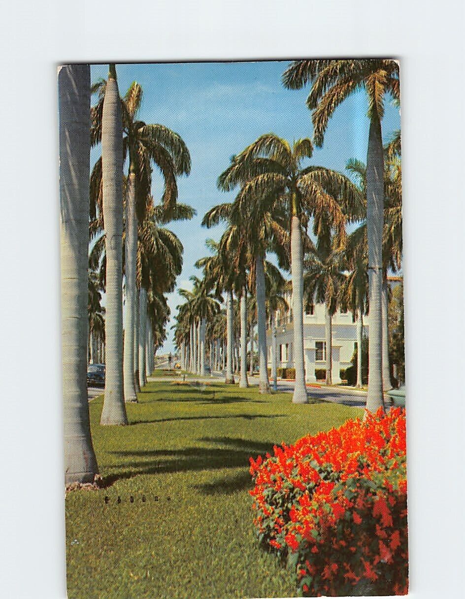 Postcard Avenue of Magnificent Royal Palms Florida USA
