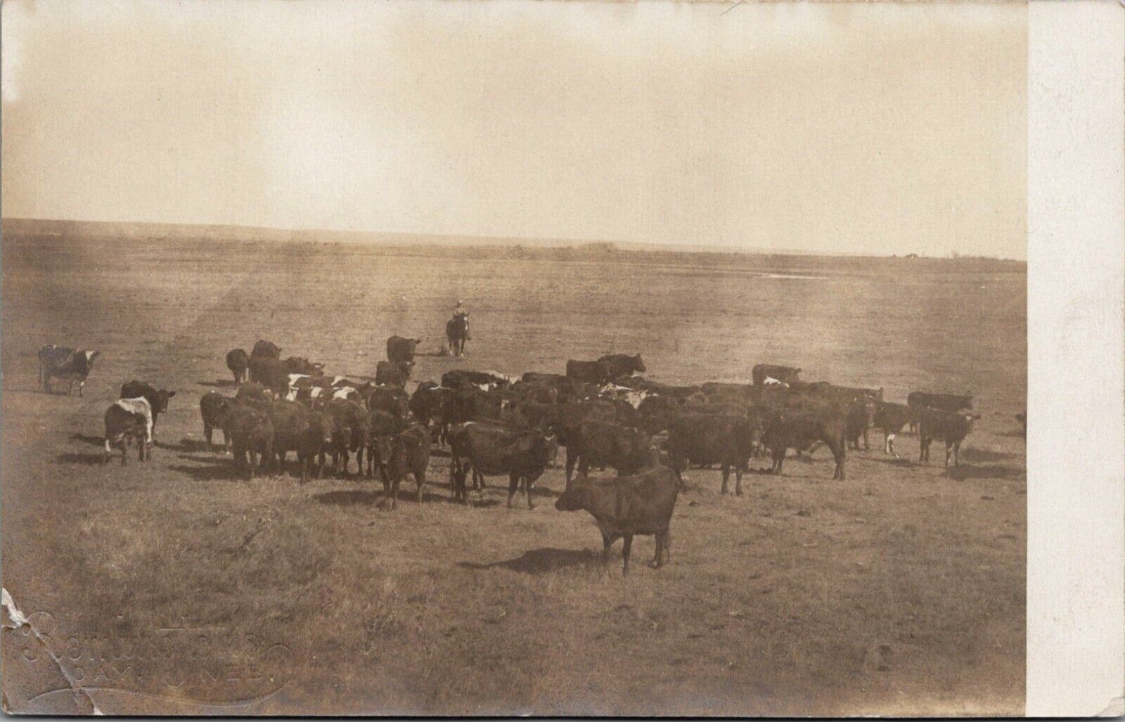 Postcard NE Day, Nebraska; Cattle on Plains; Ghost Town;  Deuel County RPPC Bs