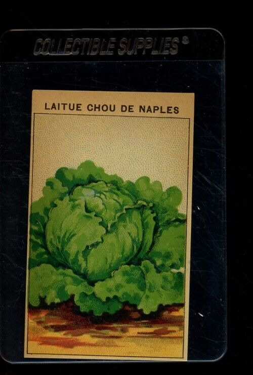 Laitue Chou De Naples Seed Pack Label