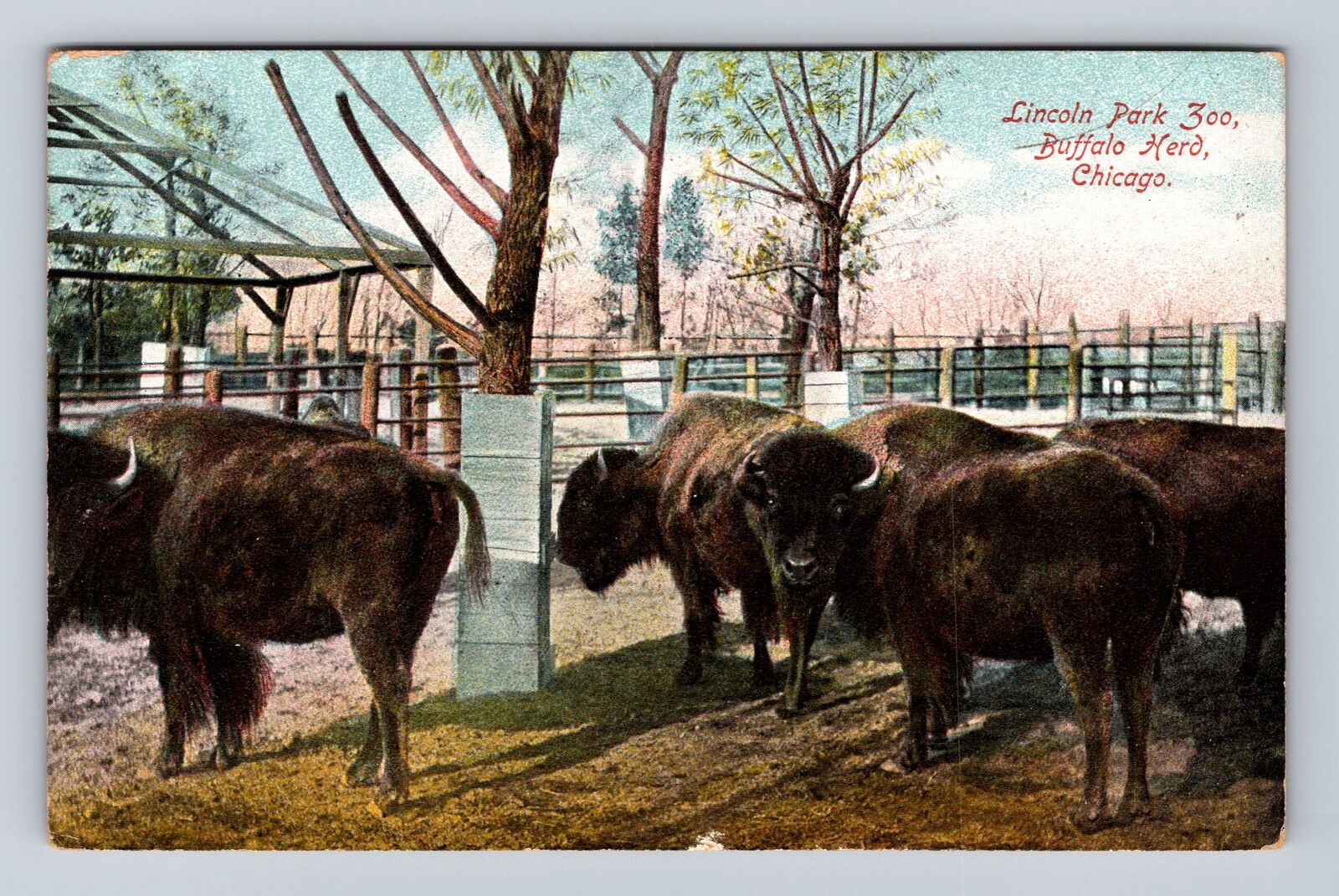 Chicago IL-Illinois, Lincoln Park Zoo, Buffalo Herd, Antique, Vintage Postcard