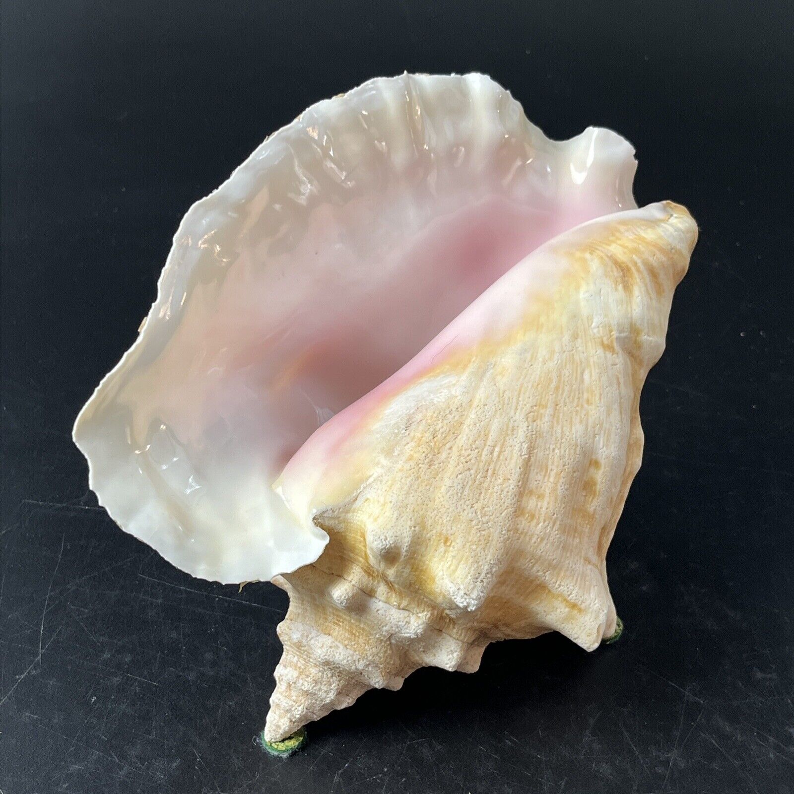 Genuine Natural Queen Conch Seashell Lrg 6X8.5\
