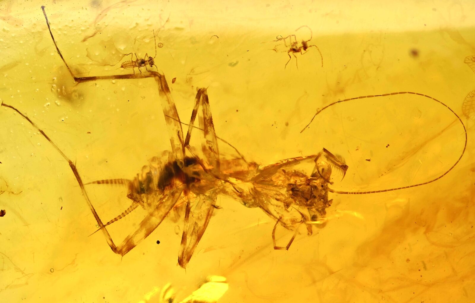 Rare Juvenile Mantodea (Praying Mantis), Fossil inclusion in Burmese Amber