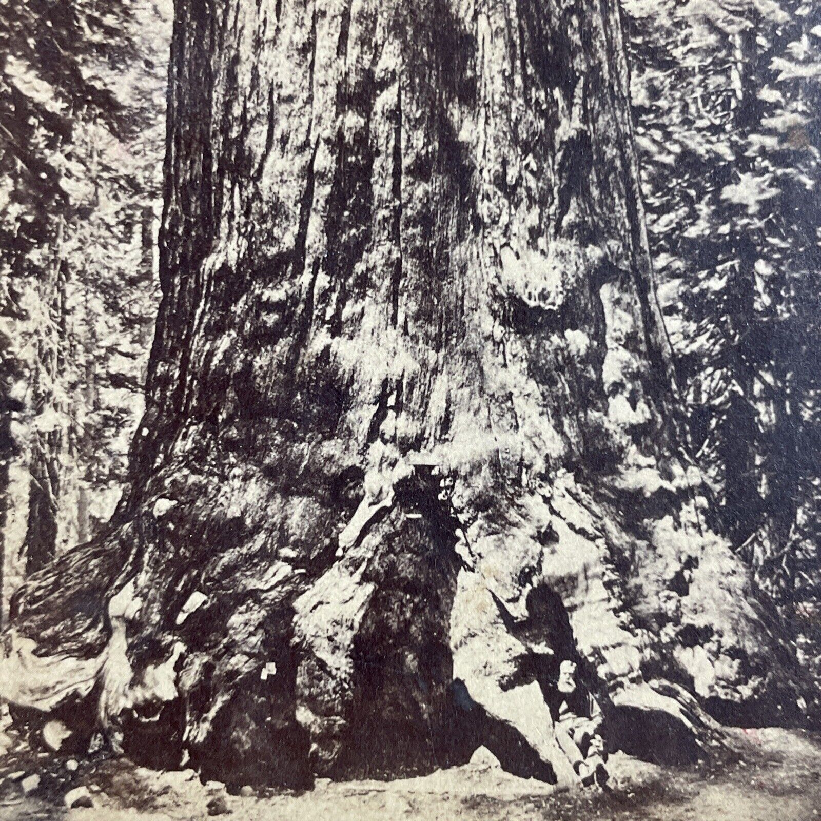 Antique 1860s Logger With Giant Redwood Tree CA Stereoview Photo Card P3612