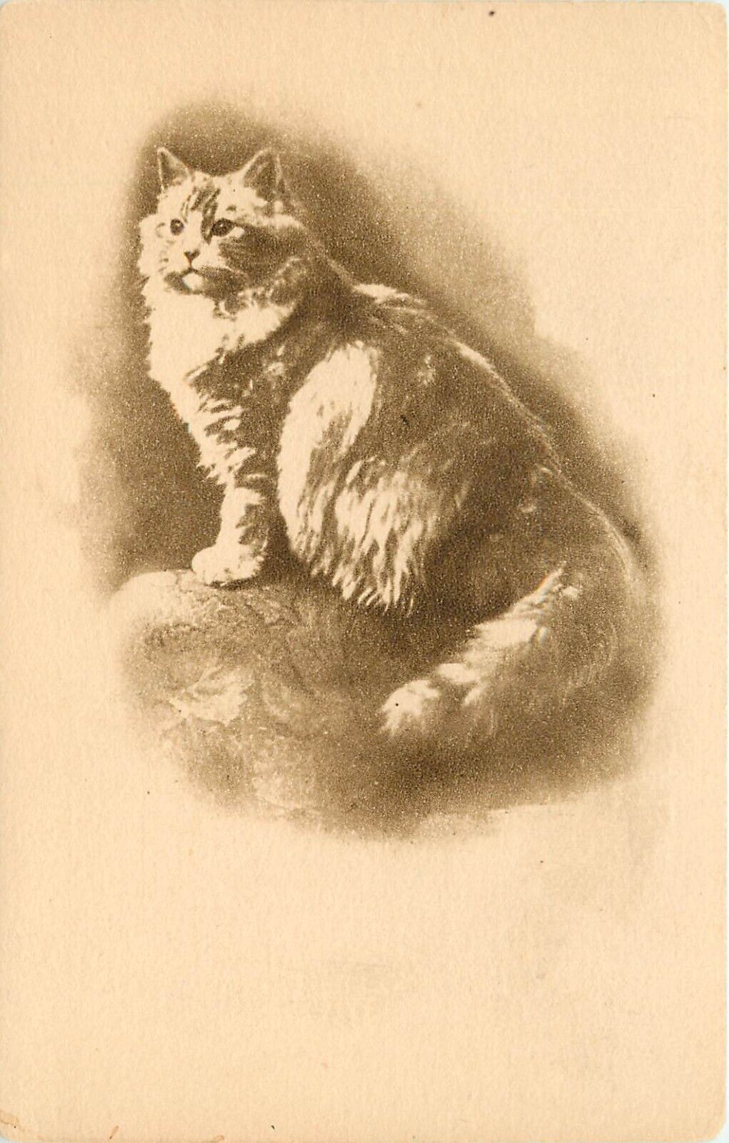 c1907 Lithograph Cat Postcard Ser. 744 Fluffy White or Silver Persian, Unposted