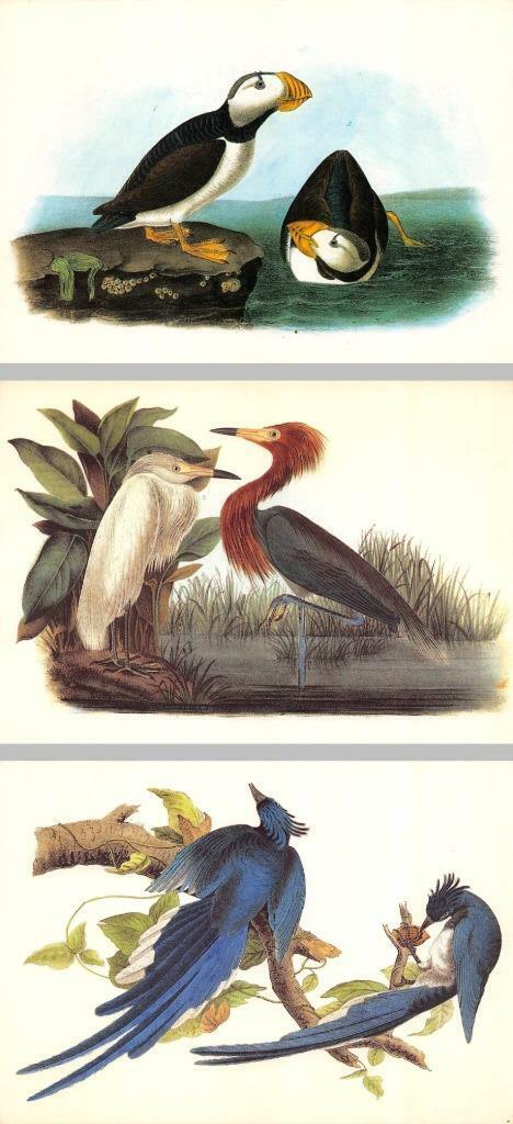 3~1987 OVERSIZE Postcards JOHN AUDUBON BIRDS Puffin & Reddish Egret & Magpie Jay