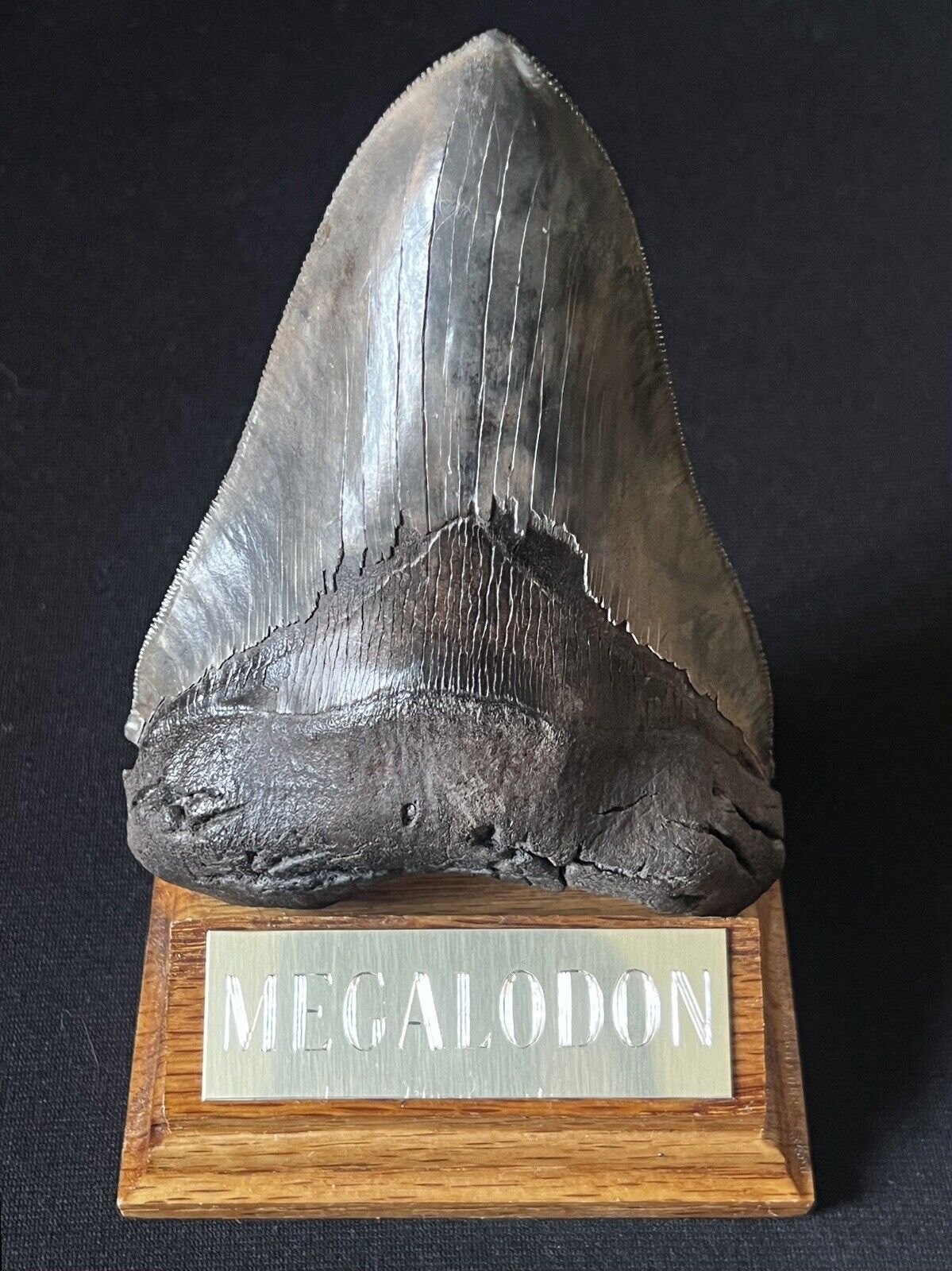 5.3” Inch Killer Megalodon Tooth For Sale With Fossil Whale Bone Bite Marks