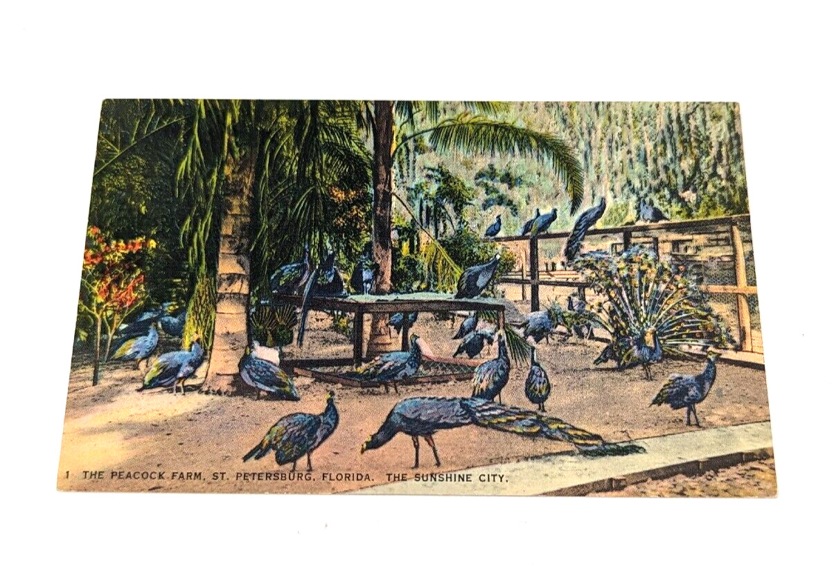Vintage The Peacock Farm St Petersburg Florida FL The Sunshine City Postcard #1B