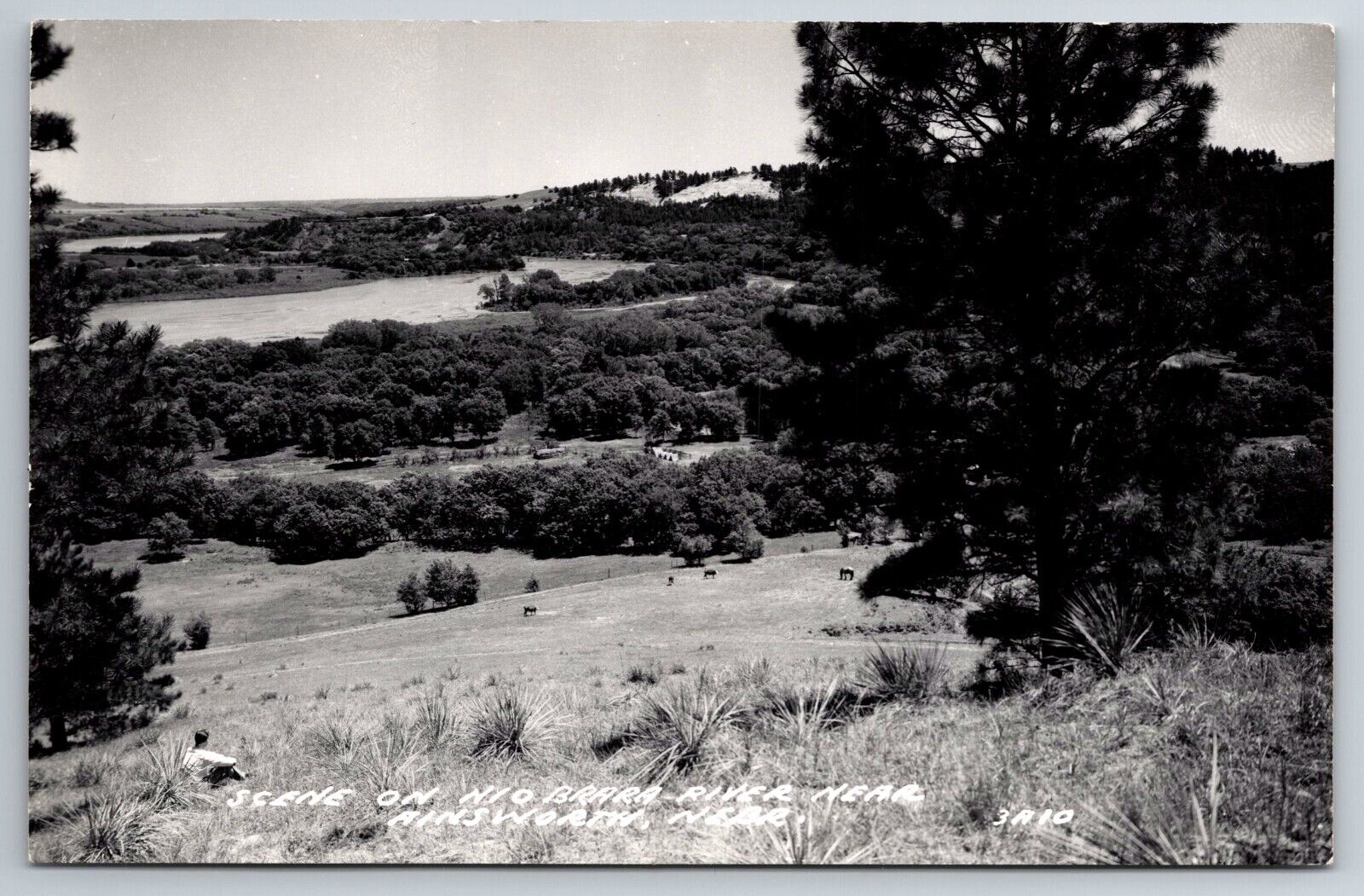 Vintage Postcard NE Ainsworth Nio Brara River RPPC Aeiral View Cows ~13452