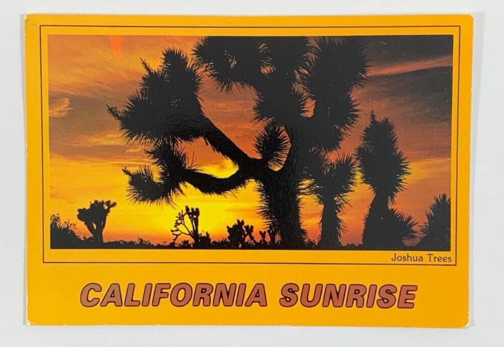 Joshua Trees at Sunrise California Postcard Unposted