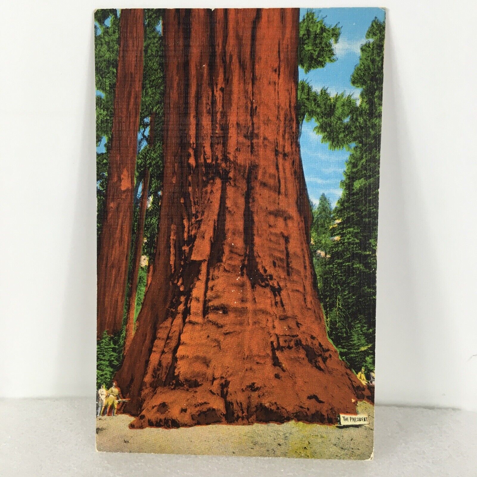 Postcard 21 The President Tree Sequoia National Park California Giant Forest VTG