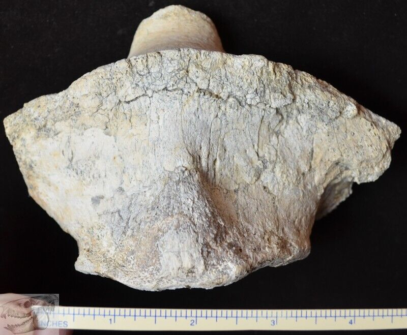 Rare C2 Titanothere Axis Vertebra, Fossil, Brontothere, S Dakota, Badlands, T700