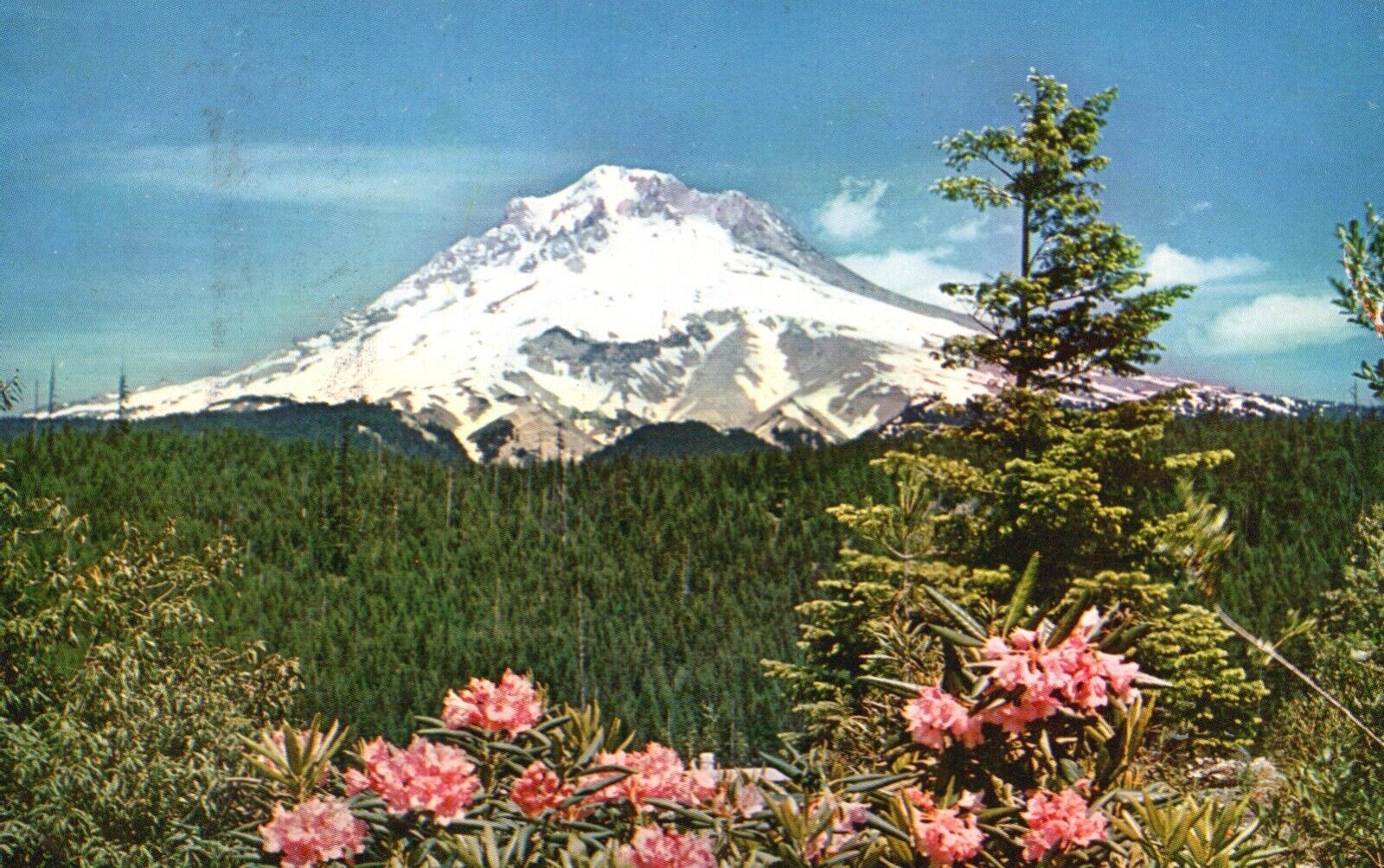 Postcard OR Mt Hood & Rhododendrons Posted 1960 Chrome Vintage PC H7865