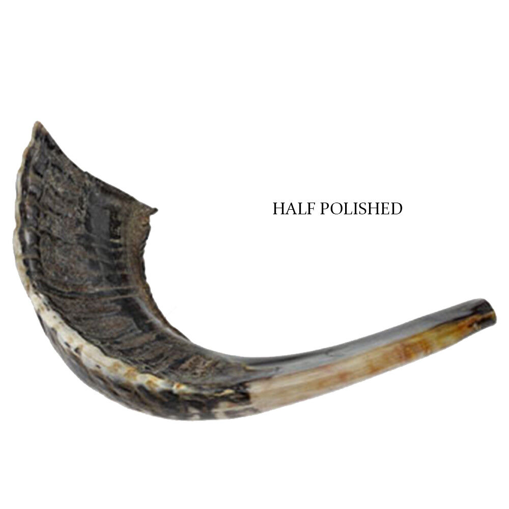 Natural Ram Horn Shofar Kosher Half Polished Jewish 15 - 17\