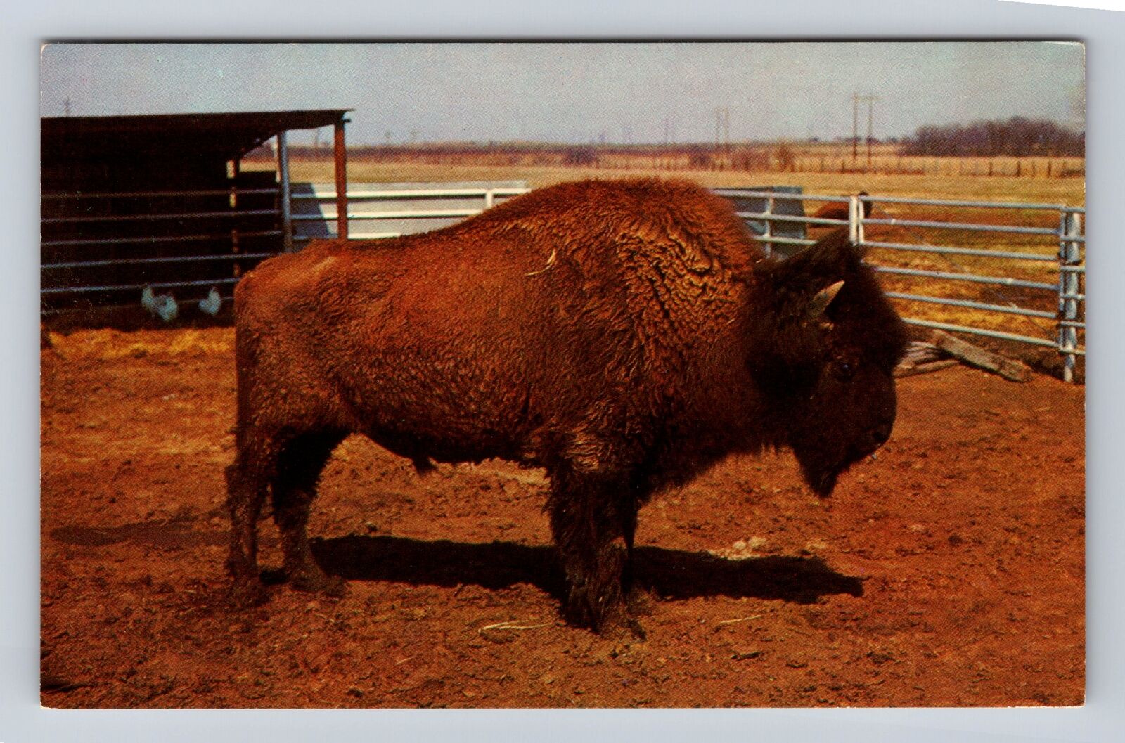 Afton OK-Oklahoma, Buffalo Ranch, Dedicated To Preservation, Vintage Postcard