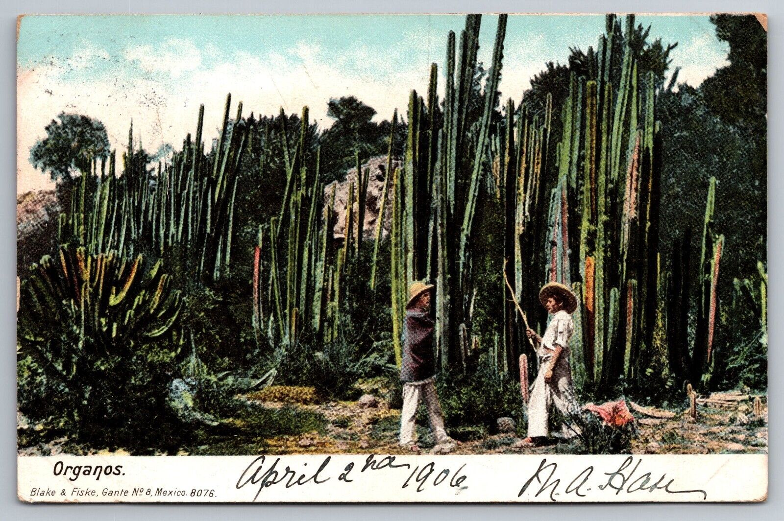 1906 Organos. Vintage Mexican Postcard. Mexico
