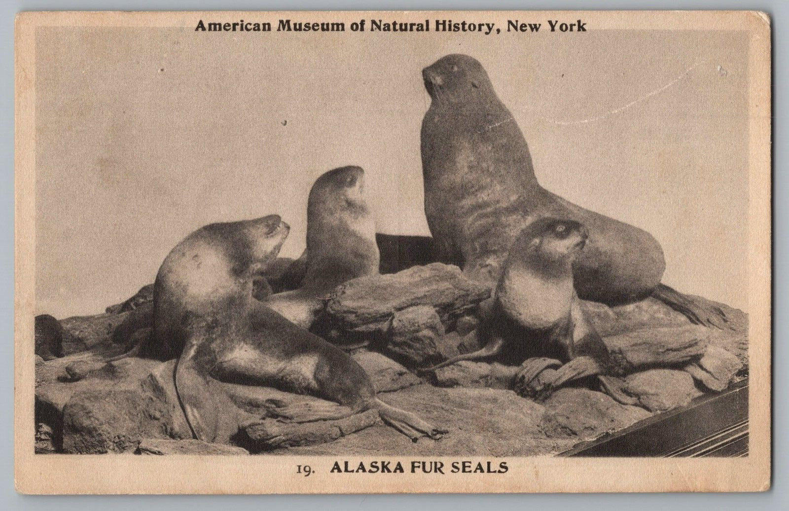 Postcard Alaska Fur Seals