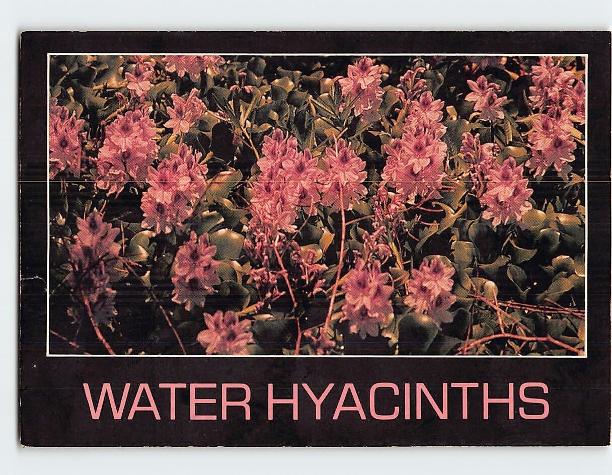 Postcard Water Hyacinths (Eichornia Crassipes)