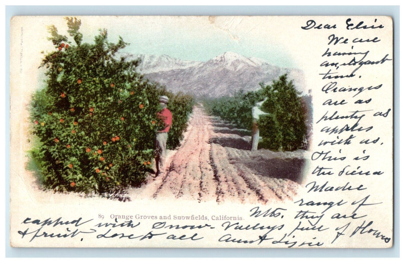 1902 Orange Groves and Snowfields CA Coronado CA PMC Posted Postcard
