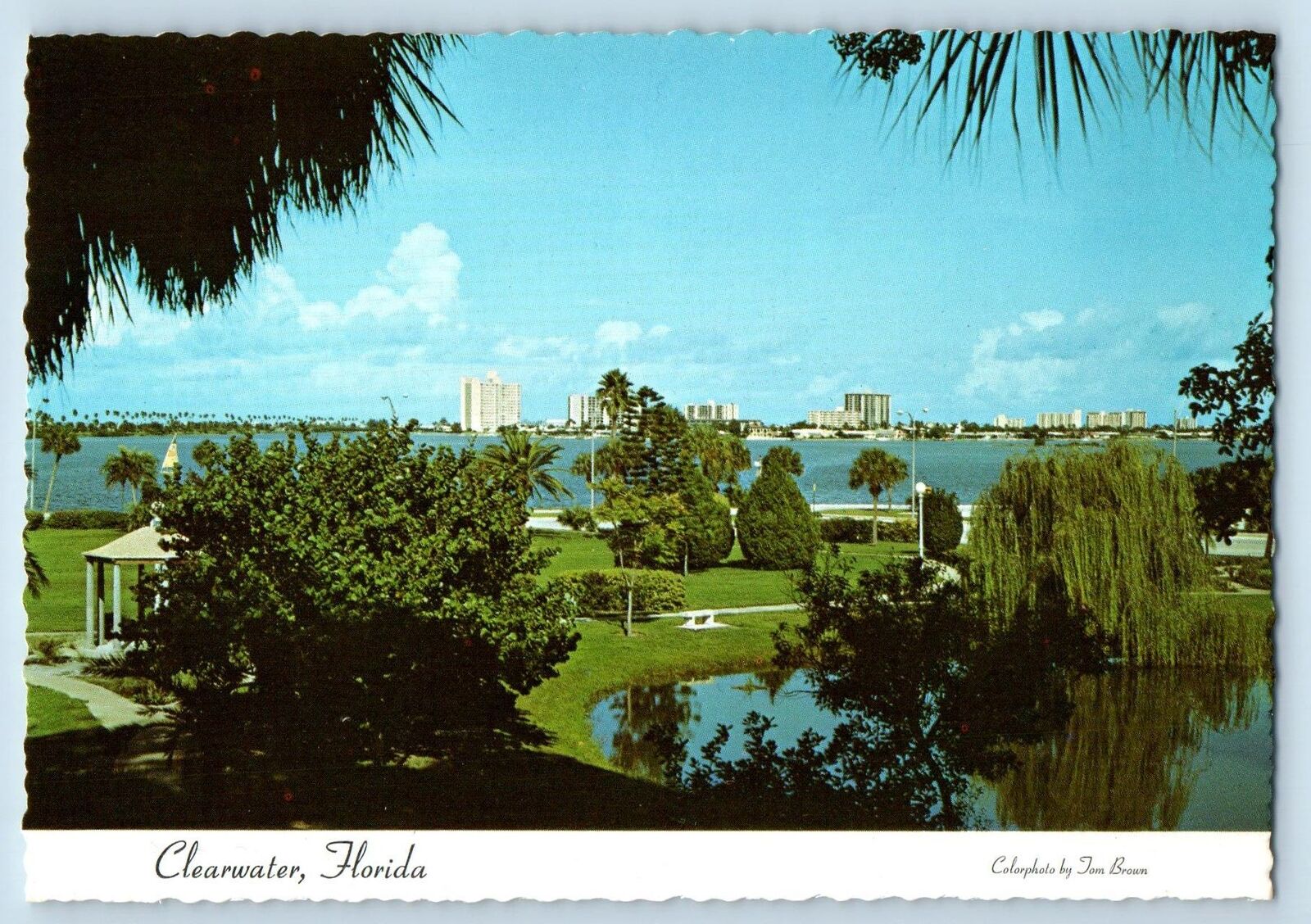 Clearwater Florida FL Postcard View Taken From Downtown Coachman Park c1960's
