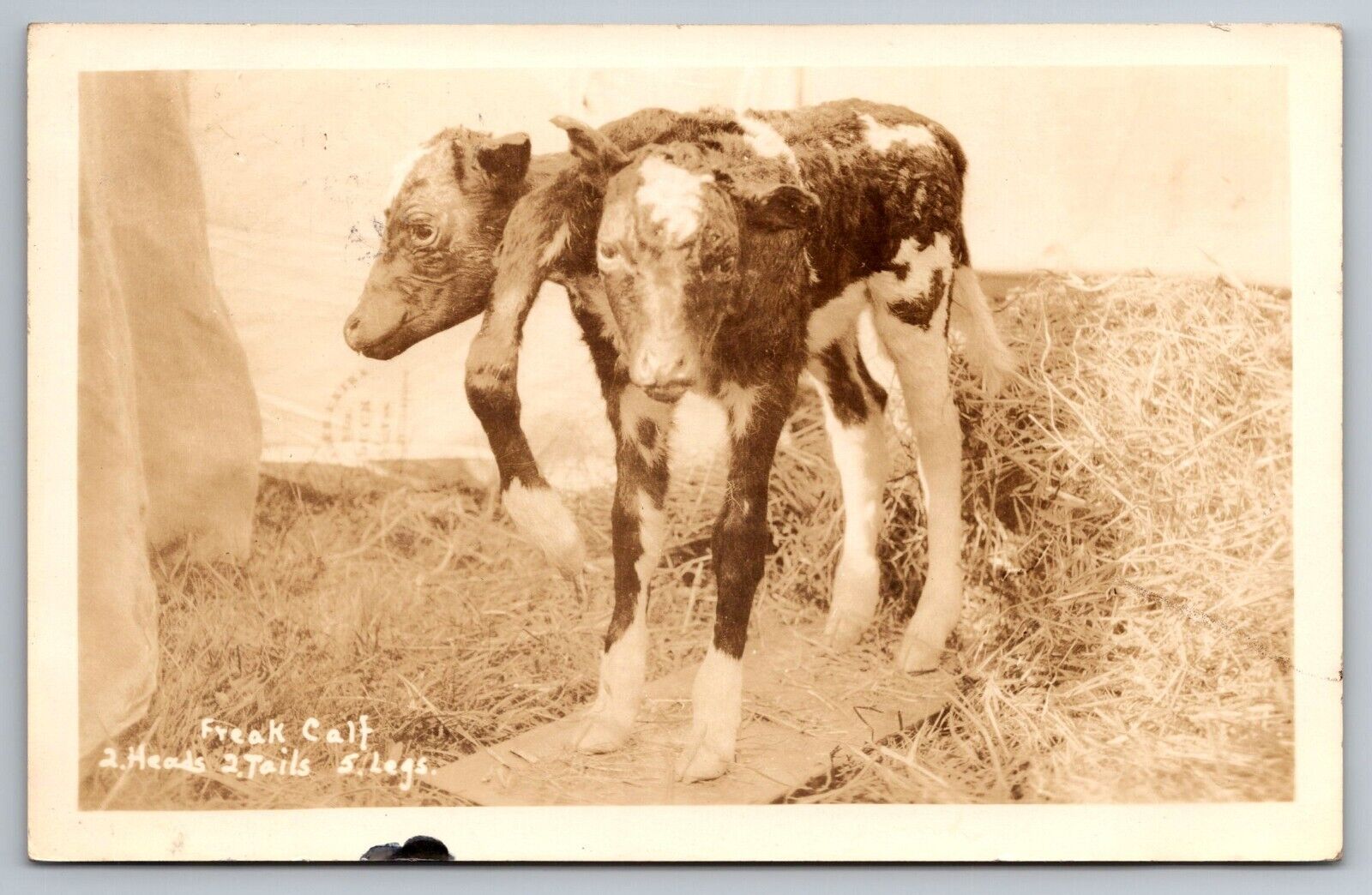1937 Freak Calf. 2 Heads, 2 Tails, 5 Legs. Cow. Maine Real Photo Postcard RPPC