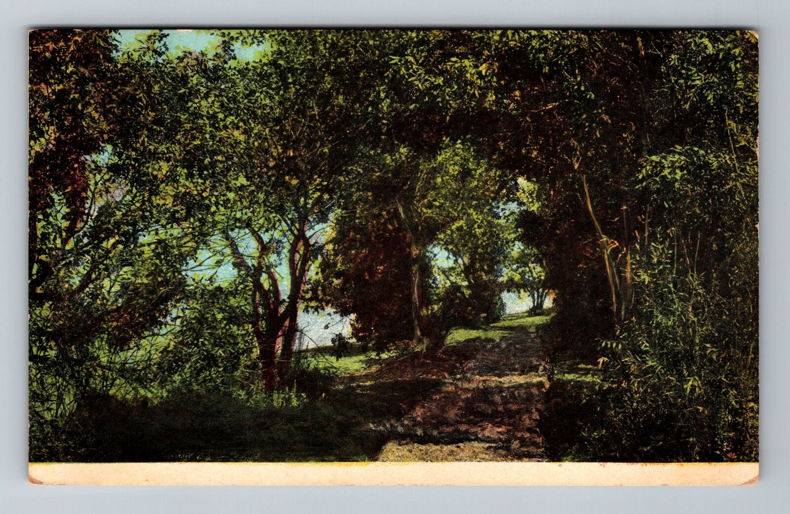 A Pastoral Scene, Path Through Woods In Country Vintage Souvenir Postcard