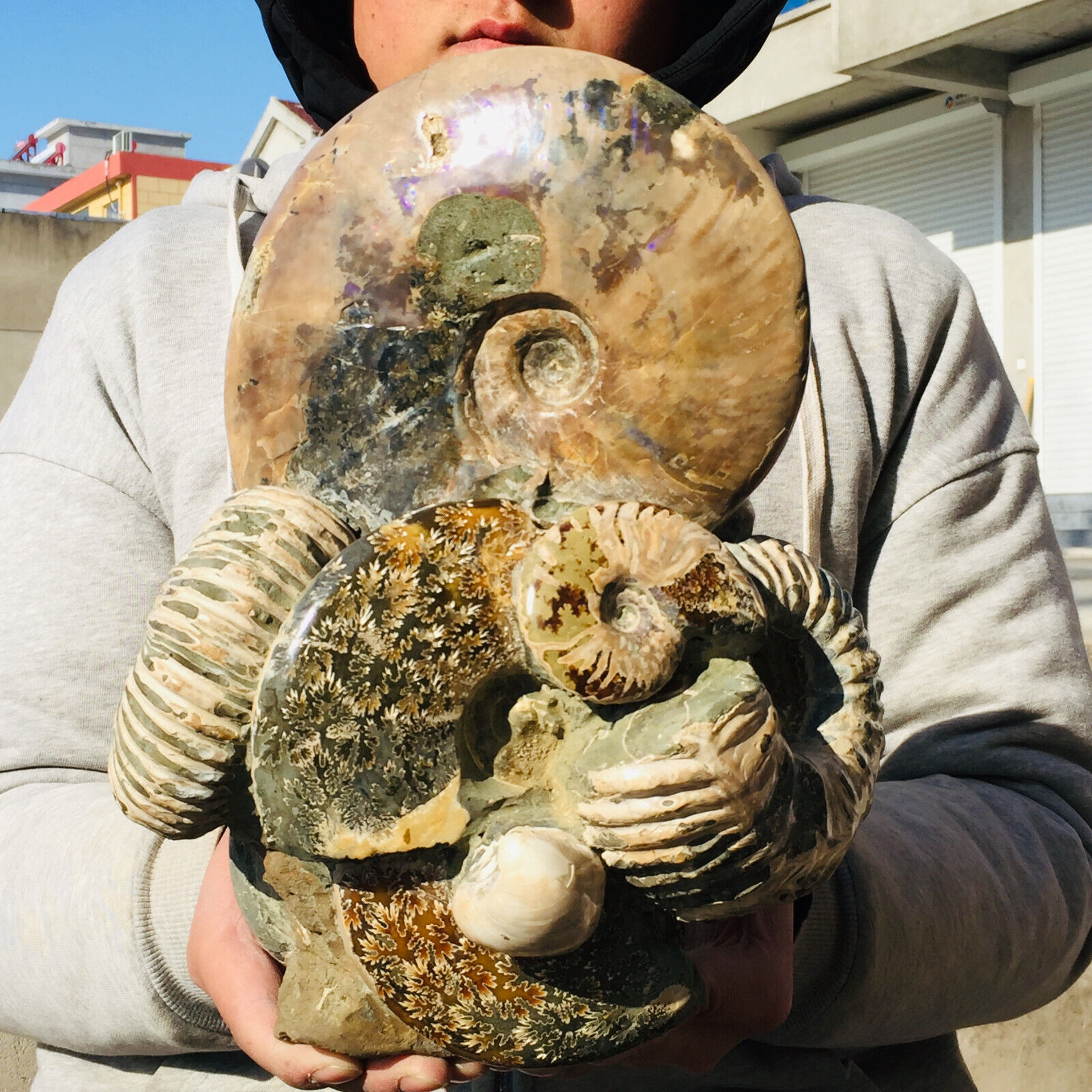 20.5lb Whole Large Ammonite Fossil Nice Shell Conch Display Collection Specimen