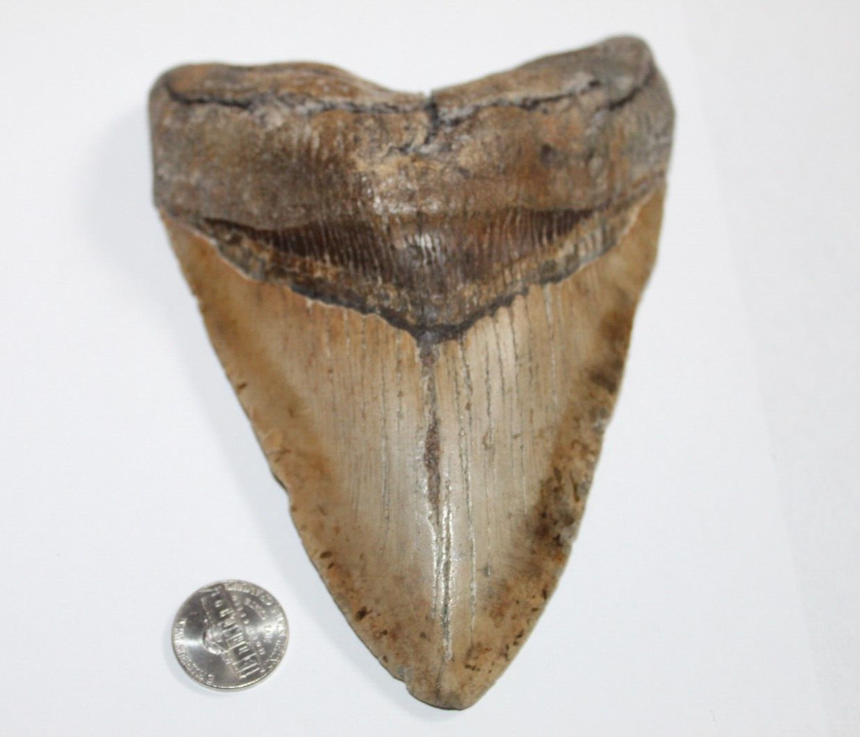 MEGALODON Fossil Giant Shark Tooth No Repair Natural 6.21
