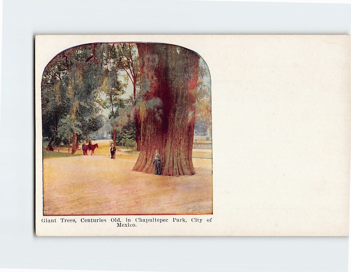 Postcard Giant Trees Centuries Old in Chapultepec Park City of Mexico