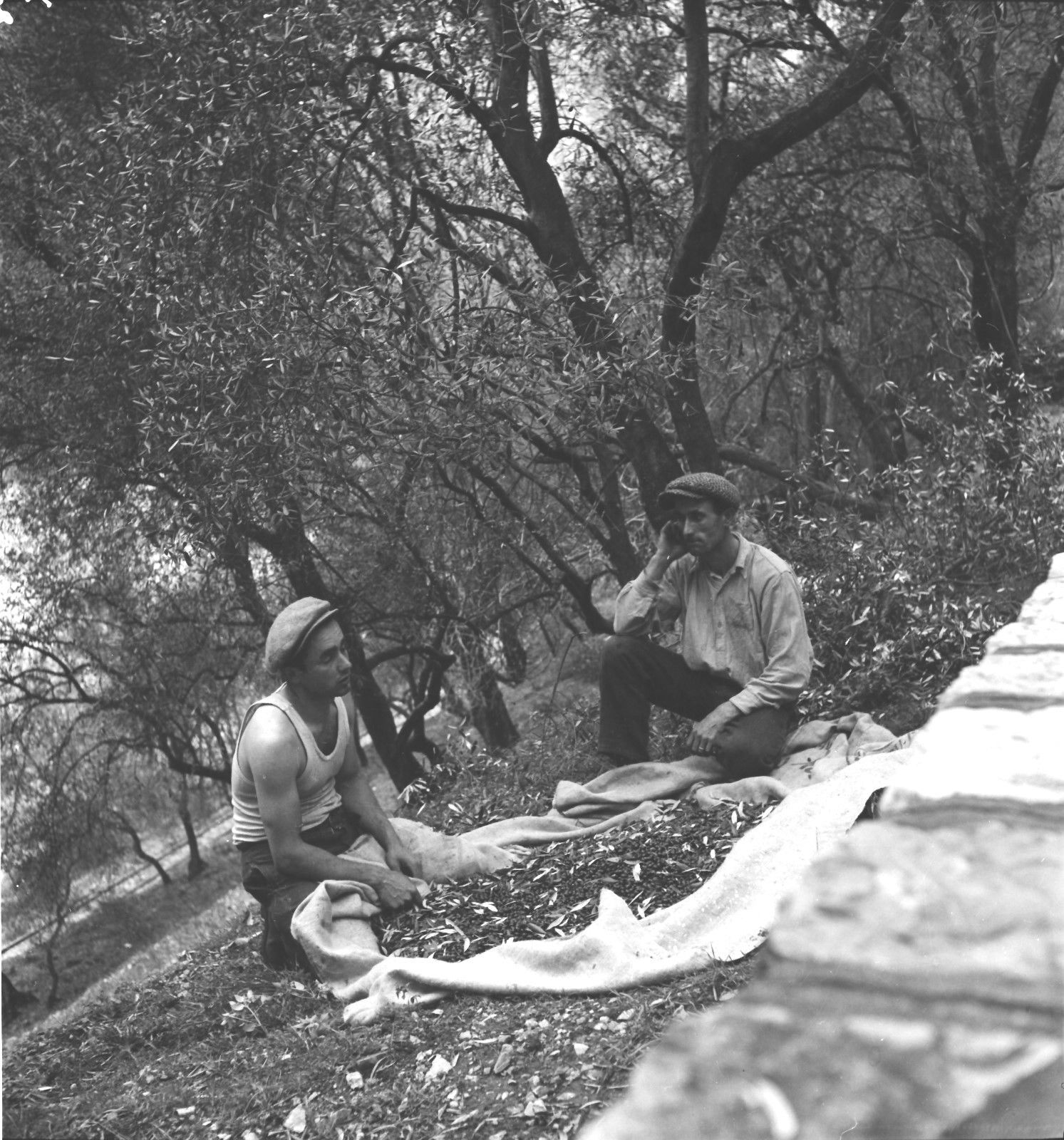 Cueillette des Olives c. 1937 - Alpes-Maritimes Workers - Negative 6 x 6 - PROV 79