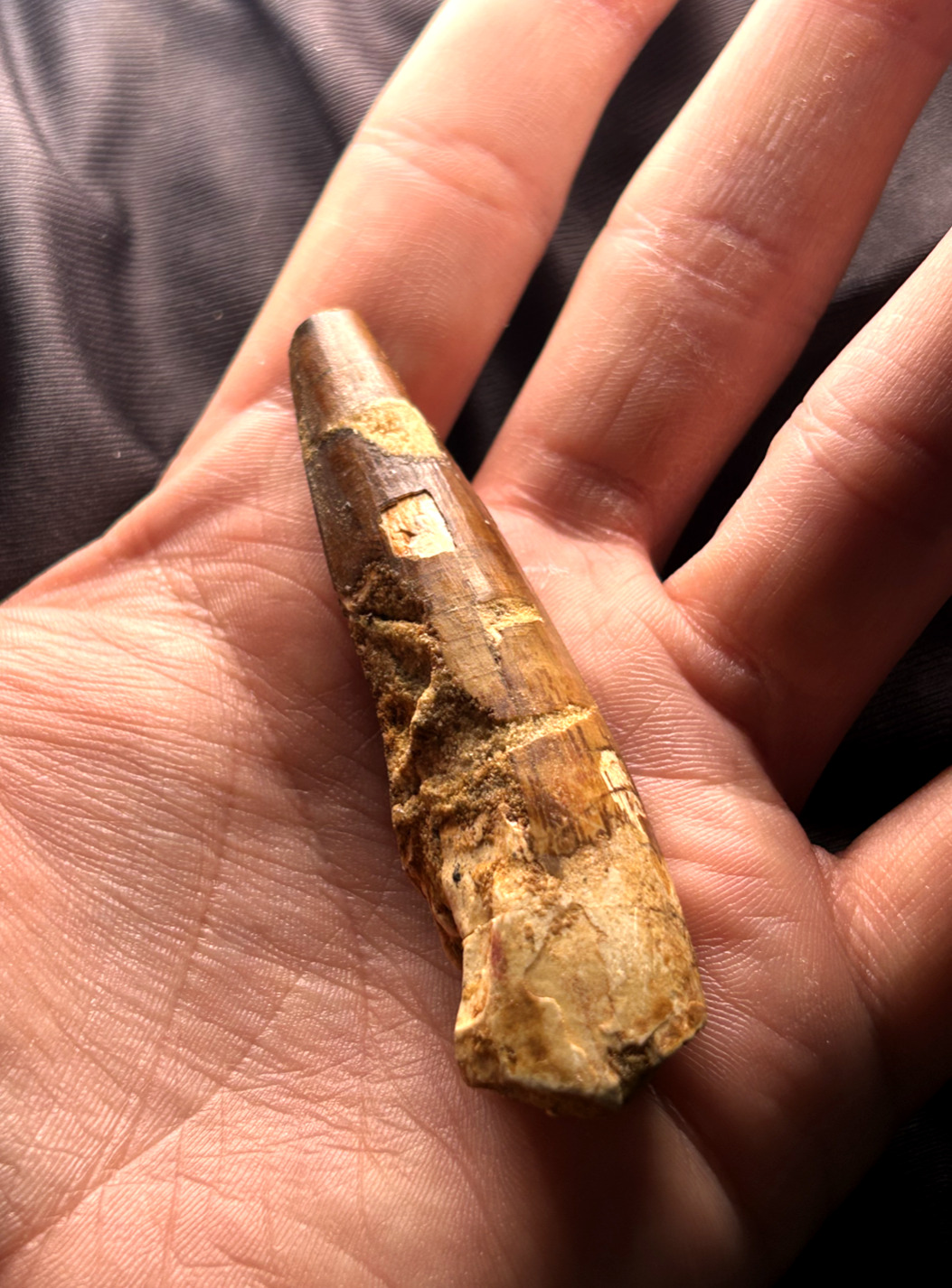 Massive \'\'3\'\' Phytosaur Fossil Tooth Triassic Age Archosaur Redonda. New Mexico.