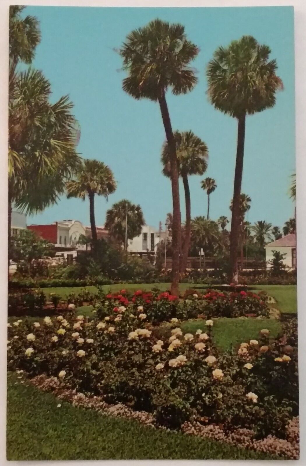 J021 Chrome 3.5 x 5.5 Roses Palms in Waterfront Park Daytona Beach Florida 